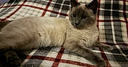 Fluffy participe au concours pour gagner de l'argent avec cette photo : cat, siamese_cat, animal, pet, feline, indoor, blanket, plaid, cozy, fur, whiskers, relaxed, resting, eyes, paws, cute, companion, home, soft, comfort