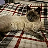 cat, siamese_cat, animal, pet, feline, indoor, blanket, plaid, cozy, fur, whiskers, relaxed, resting, eyes, paws, cute, companion, home, soft, comfort