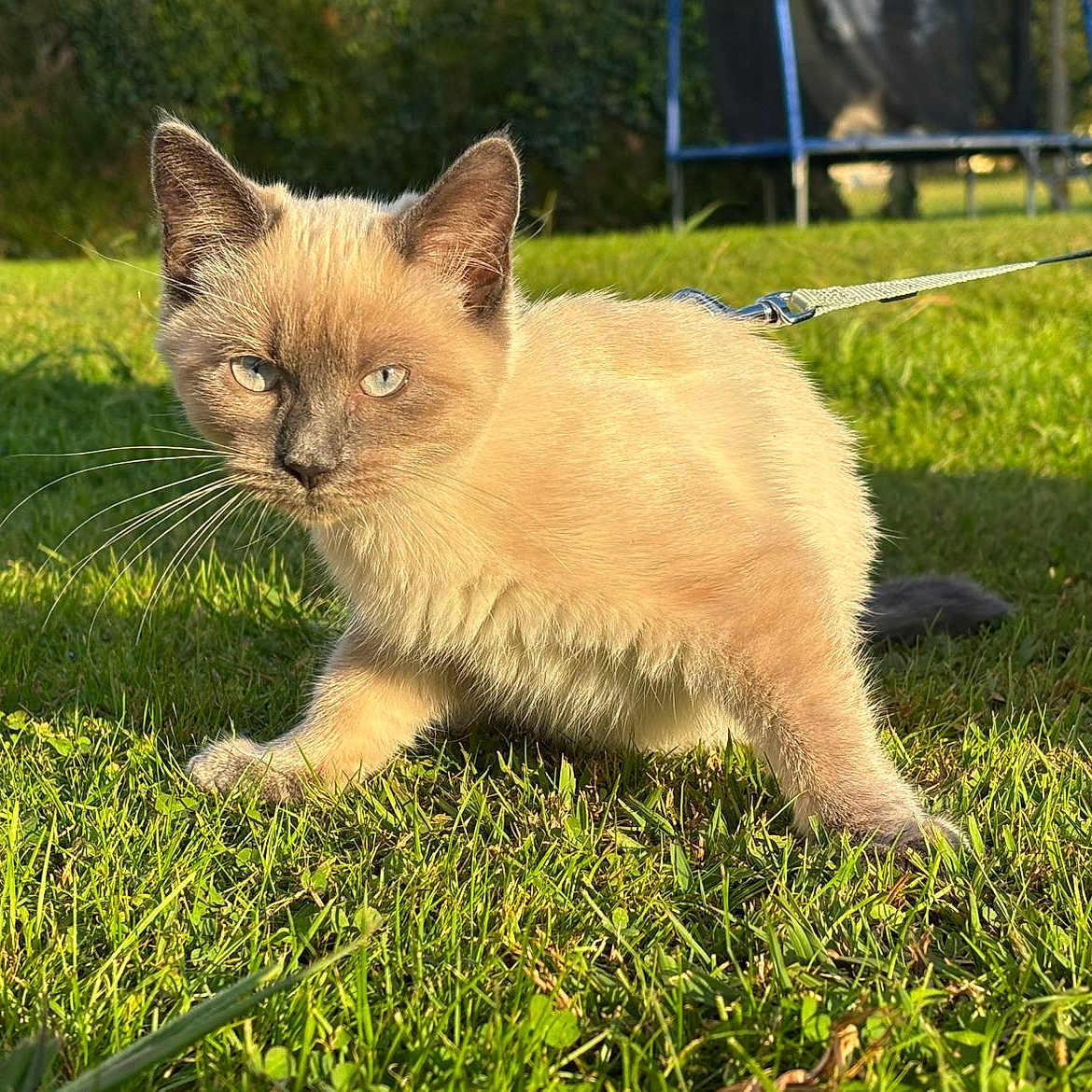 Fluffy participe au concours pour gagner de l'argent avec cette photo : cat, kitten, siamese_cat, blue_eyes, grass, outdoor, leash, harness, sunlight, pet, animal, nature, greenery, trampoline, curious, young, domestic_cat, fur, whiskers, playful