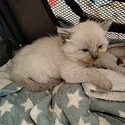 Fluffy a rejoint le concours — aidez-le/la à gagner de superbes lots ! kitten, cat, pet, furry, sleepy, blanket, star_pattern, cozy, indoor, resting, cute, animal, young, fur, paw, mesh, enclosure, soft, lying, domestic_cat