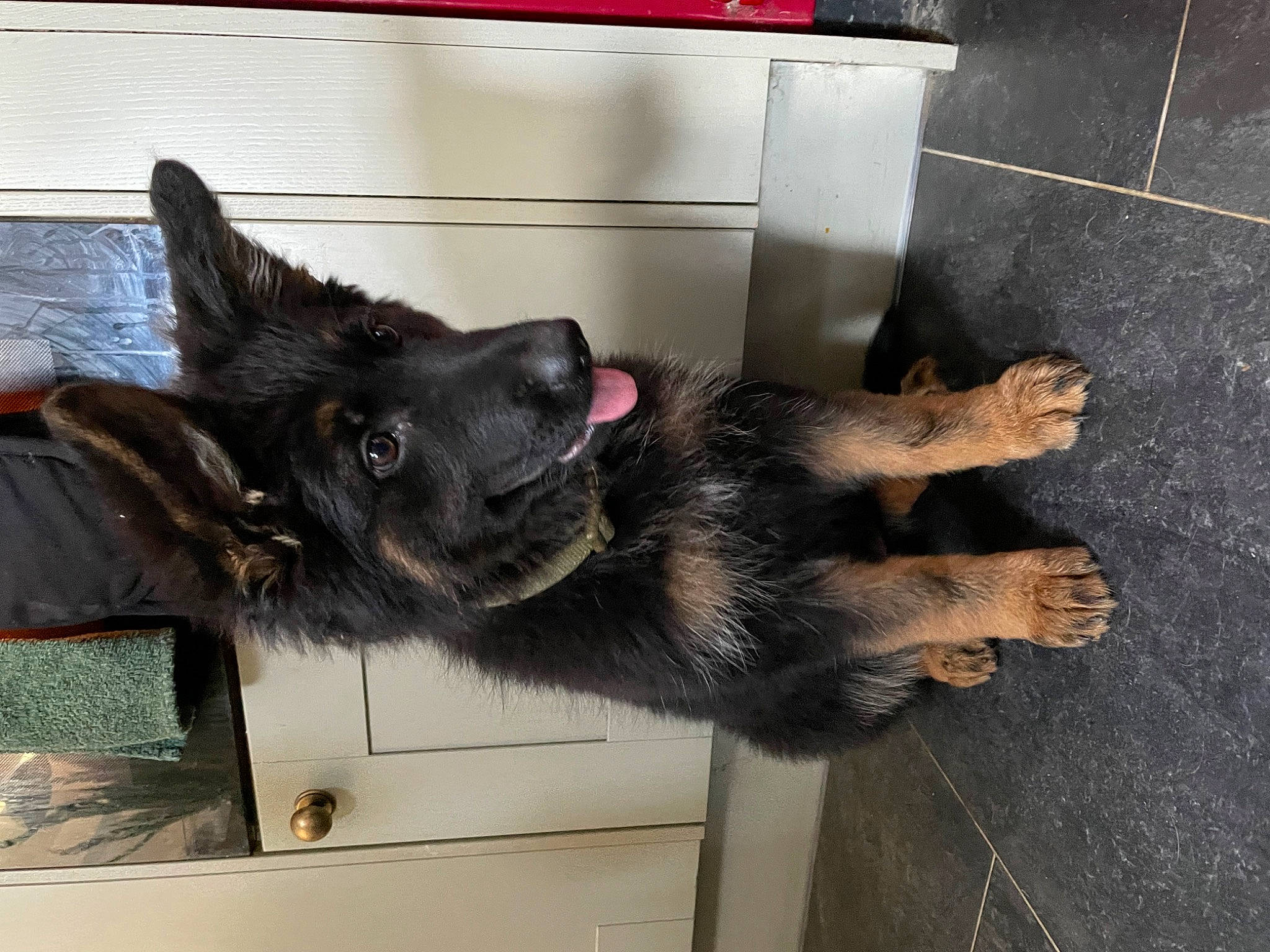 Callie joined the competition — help win amazing prizes! black_cat, canidae, carnivore, claw, companion_dog, dog, dog_breed, domestic_short_haired_cat, ear, felidae, flooring, fur, gesture, liver, paw, small_to_medium_sized_cats, snout, sporting_group, tail, whiskers