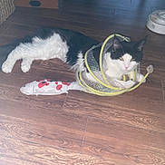 Puck is registered to the contest to win money with this photo: cat, black_and_white, toy, fish_toy, floor, wooden_floor, pet, animal, indoor, mesh_toy, playful, feline, relaxed, domestic, pet_toy, fur, whiskers, ears, yellow, white