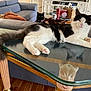 animal, architecture, building, canine, cat, coffeetable, couch, cup, dog, electronics, furniture, indoors, interiordesign, livingroom, mobilephone, pet, phone, room, table, tabletop