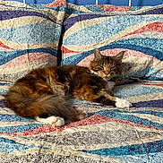 Piper joined the competition — help win amazing prizes! abyssinian, animal, bed, bedroom, blanket, cat, couch, cushion, furniture, homedecor, indoors, interiordesign, kitten, linen, manx, person, pet, quilt, room, sleeping