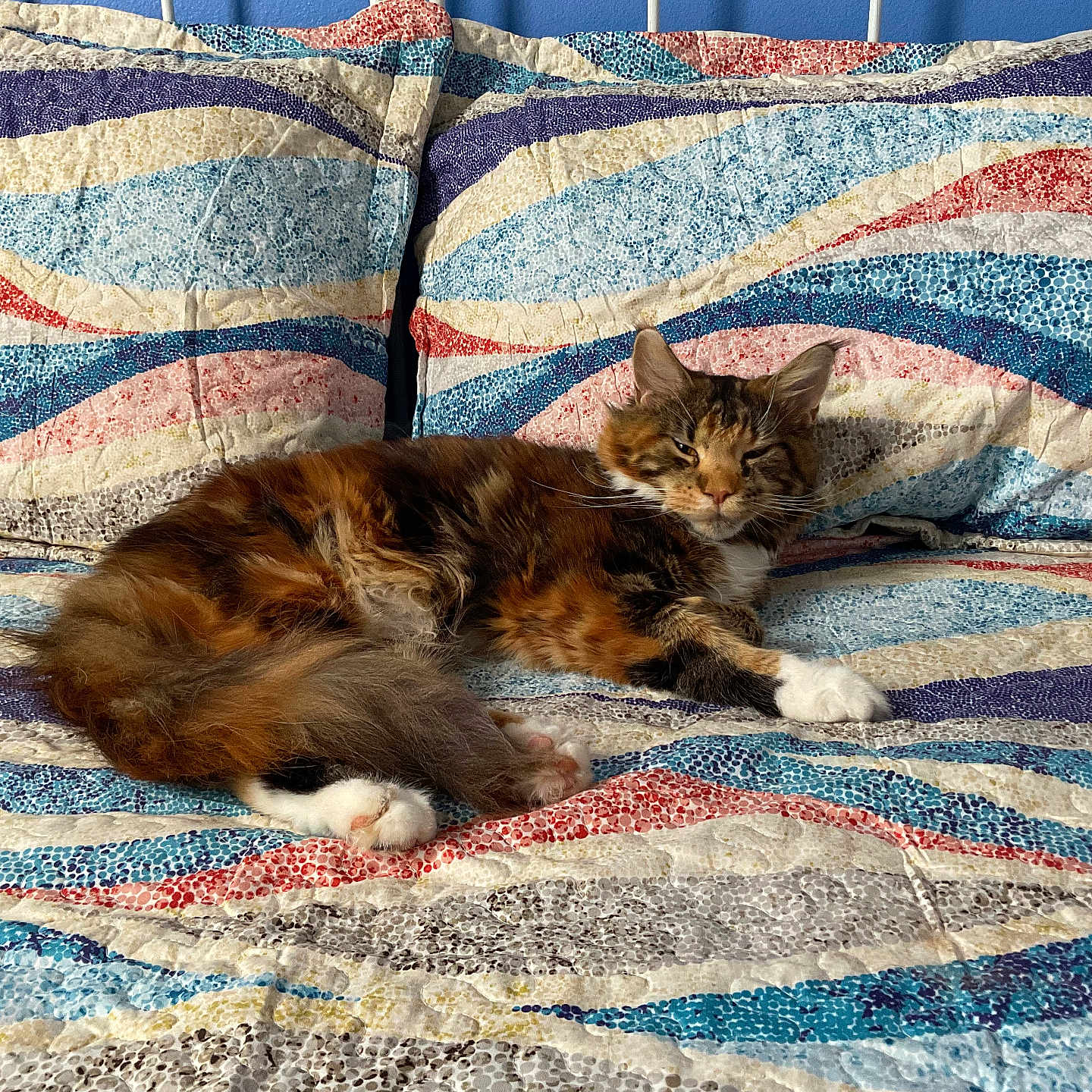 Piper