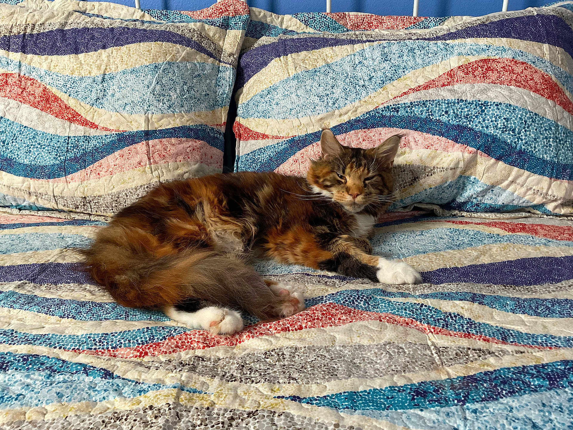 Piper