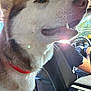 Kylo is registered to the contest to win money with this photo: dog, husky, pet, animal, closeup, car, vehicle, interior, sunlight, collar, muzzle, fur, seat, driver, window, daytime, happy, looking, inside, transportation