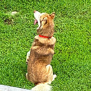 Kylo is registered to the contest to win money with this photo: dog, sitting, grass, outdoor, pet, canine, red_collar, tongue_out, fur, back_view, nature, greenery, animal, daylight, playful, happy, domestic_animal, yard, sunlight, relaxed