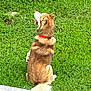 dog, sitting, grass, outdoor, pet, canine, red_collar, tongue_out, fur, back_view, nature, greenery, animal, daylight, playful, happy, domestic_animal, yard, sunlight, relaxed