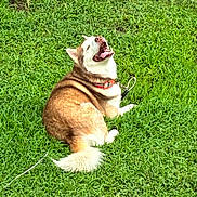 Kylo is registered to the contest to win money with this photo: animal, canine, collar, cute, daylight, dog, friendly, fur, grass, happy, husky, leash, mammal, nature, outdoor, panting, pet, playful, sitting, tongue