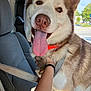 Kylo is registered to the contest to win money with this photo: dog, husky, tongue_out, car_interior, seatbelt, orange_collar, tattooed_hand, pet, canine, happy, close_up, brown_and_white_fur, daylight, vehicle, window, seat, restraint, friendly, domestic_animal, outdoor_view