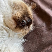 Eliott participe au concours pour gagner de l'argent avec cette photo : animal, brown, cat, closeup, cozy, cute, feline, fluffy, fur, indoor, mammal, nose, peaceful, pet, relaxed, resting, sleeping, soft, whiskers, white
