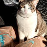 Seider is registered to the contest to win money with this photo: animal, blue_eye, carpet, cat, christmas, ears, feather_toy, heterochromia, indoor, pet, portrait, sitting, striped_fur, tabby, toy_mouse, toys, whiskers, white_fur, wrapped_gifts, yellow_eye