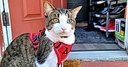 Seider is registered to the contest to win money with this photo: animal, blue_eye, cat, collar, doormat, doorway, garage, harness, heterochromia, outdoor, pet, portrait, red_harness, shoe_rack, shoes, sitting, tabby, whiskers, white_fur, yellow_eye