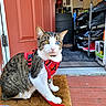 animal, blue_eye, cat, collar, doormat, doorway, garage, harness, heterochromia, outdoor, pet, portrait, red_harness, shoe_rack, shoes, sitting, tabby, whiskers, white_fur, yellow_eye