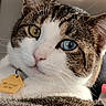 Seider joined the competition — help win amazing prizes! animal, blue_eye, brown_fur, cat, close_up, collar, cozy, domestic_pet, ears, fur, green_eye, heterochromia, indoor, pet_tag, portrait, sitting, tabby_cat, whiskers, white_cat, white_fur