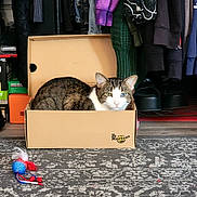 Seider joined the competition — help win amazing prizes! animal, blue_eye, cardboard_box, cat, cat_toy, closet, clothing, feather_toy, feline, green_eye, indoors, lying_down, pet, portrait, rug, shoe_box, shoes, sitting, tabby, white_and_brown