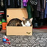 animal, blue_eye, cardboard_box, cat, cat_toy, closet, clothing, feather_toy, feline, green_eye, indoors, lying_down, pet, portrait, rug, shoe_box, shoes, sitting, tabby, white_and_brown