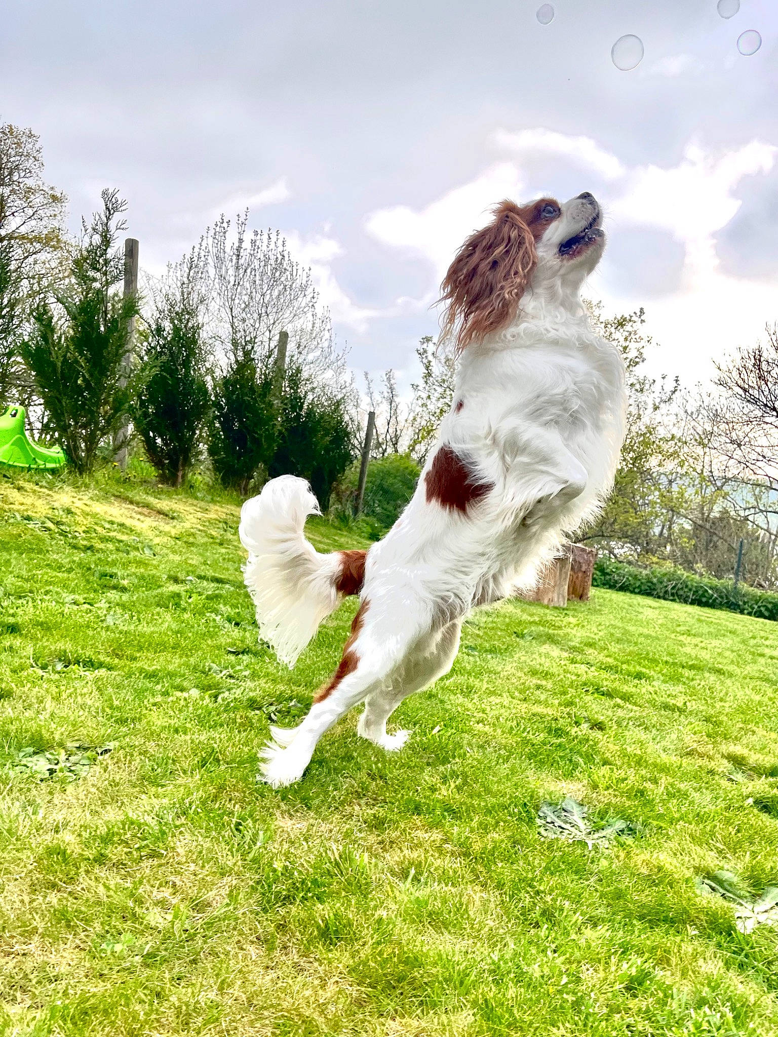 Olaf a rejoint le concours — aidez-le/la à gagner de superbes lots ! borzoi, canidae, carnivore, cloud, companion_dog, dog, dog_breed, fawn, grass, grassland, happy, jumping, lawn, pasture, people_in_nature, plant, sky, tail, tree, walking