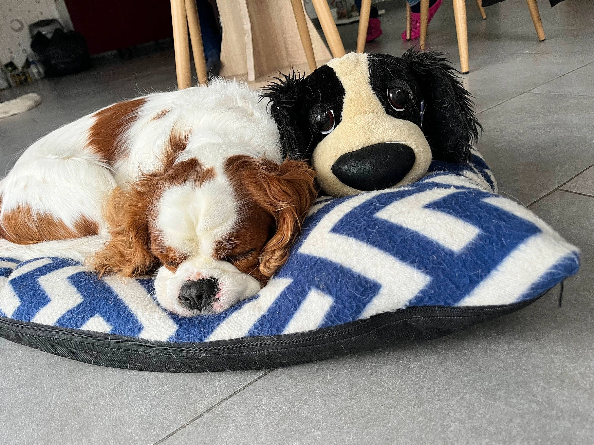 Olaf participe au concours pour gagner de l'argent avec cette photo : canidae, carnivore, cavalier_king_charles_spaniel, chair, comfort, companion_dog, dog, dog_bed, dog_breed, dog_supply, fawn, fur, linens, liver, pet_supply, snout, spaniel, sporting_group, toy, working_animal