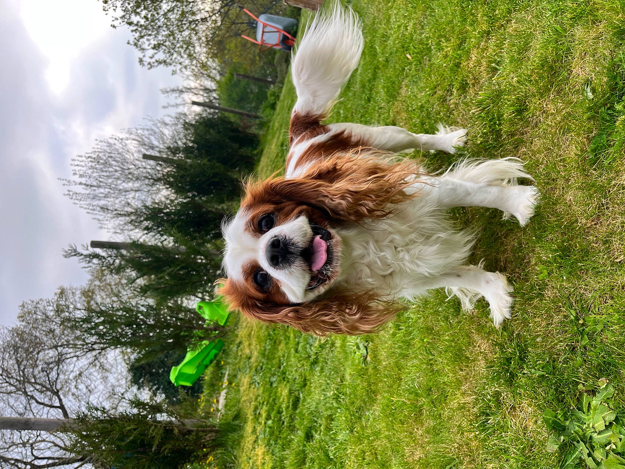 Olaf participe au concours pour gagner de l'argent avec cette photo : alpaca, carnivore, cloud, companion_dog, dog, dog_breed, fawn, fur, grass, liver, palm_tree, plant, sky, snout, sporting_group, tail, terrestrial_animal, tree, trunk, working_animal