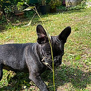 Annibal participe au concours pour gagner de l'argent avec cette photo : dog, french_bulldog, black_dog, pet, grass, garden, outdoor, plants, sunlight, nature, leaf, stem, flower, small_flower, playful, animal, canine, cute, curious, daylight