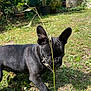dog, french_bulldog, black_dog, pet, grass, garden, outdoor, plants, sunlight, nature, leaf, stem, flower, small_flower, playful, animal, canine, cute, curious, daylight