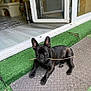 Annibal a rejoint le concours — aidez-le/la à gagner de superbes lots ! dog, puppy, french_bulldog, black_dog, stick, mouth, mat, artificial_grass, outdoor, door, glass_door, home_interior, floor, pet, animal, playing, cute, relaxed, ears_up, looking