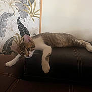 Tchoupi a rejoint le concours — aidez-le/la à gagner de superbes lots ! cat, tabby_cat, couch, furniture, indoor, relaxed, sprawled, wallpaper, pattern, leaf_pattern, brown, white, paws, ears, face, pet, animal, resting, home, cozy