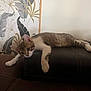cat, tabby_cat, couch, furniture, indoor, relaxed, sprawled, wallpaper, pattern, leaf_pattern, brown, white, paws, ears, face, pet, animal, resting, home, cozy