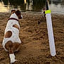 dog, sand, river, water, fishing_rod, outdoor, nature, animal, pet, brown_and_white, collar, quiet, reflection, trees, boat, sky, relaxation, leisure, shore, daytime