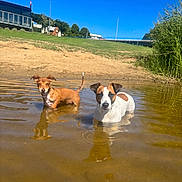Peggy is registered to the contest to win money with this photo: dog, water, outdoor, sunny, grass, sky, nature, pond, reeds, animal, pet, playful, summer, daytime, canine, riverbank, small_dog, brown_dog, white_dog, reflection