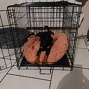 Coquillette a rejoint le concours — aidez-le/la à gagner de superbes lots ! dog, puppy, crate, metal_crate, pink_bed, pet_bed, toy, tile_floor, shadow, wall, hat, power_strip, paws, ears, black_coat, brown_markings, pet_toys, cushion, indoor, home