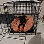 dog, puppy, crate, metal_crate, pink_bed, pet_bed, toy, tile_floor, shadow, wall, hat, power_strip, paws, ears, black_coat, brown_markings, pet_toys, cushion, indoor, home