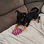 dog, small_dog, black_and_tan, pet, couch, blanket, toy, purple_toy, orange_spikes, paw, tail, motion_blur, indoor, living_room, cozy, upholstery, playful, chew_toy, snout, alert