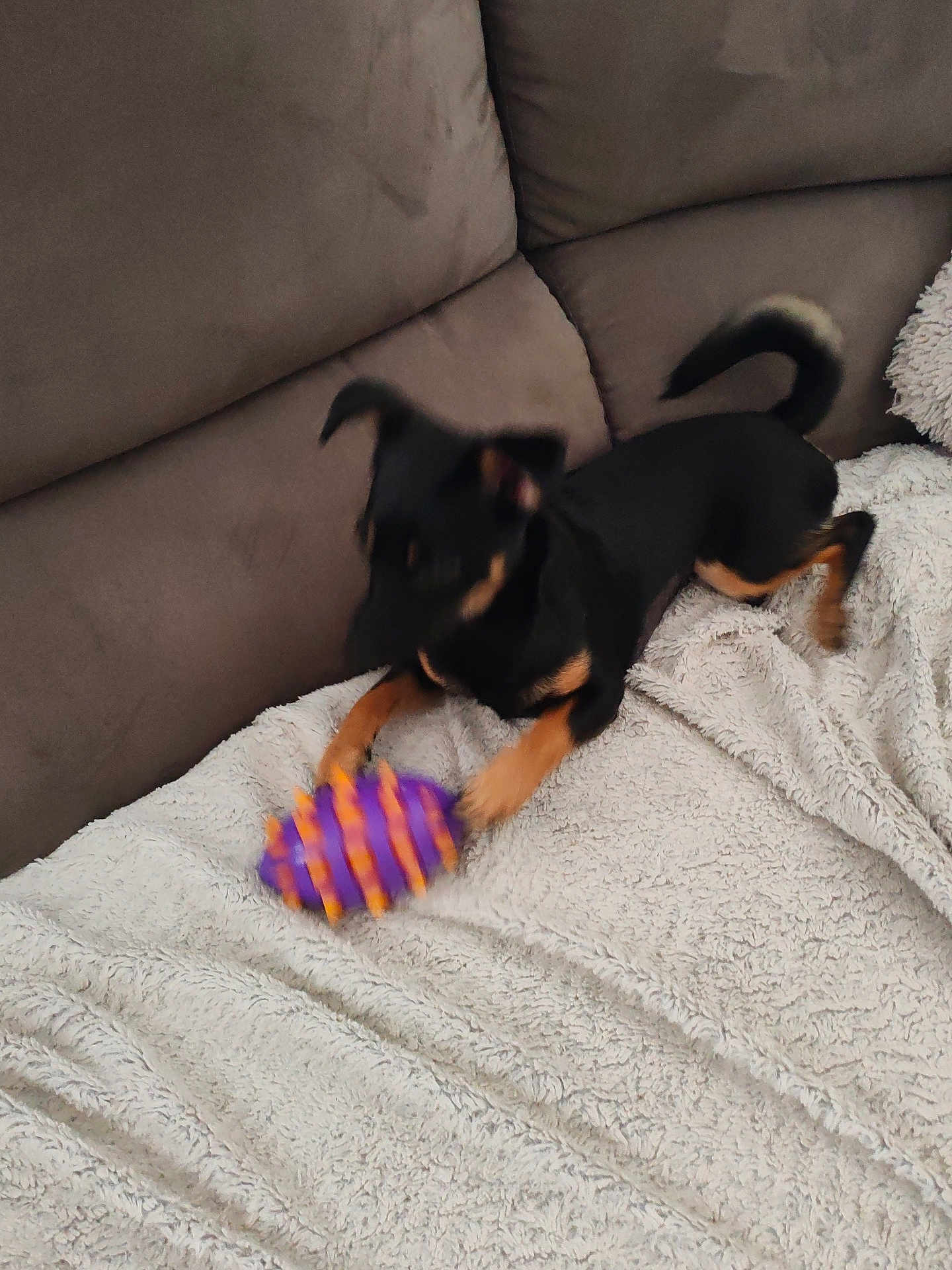 Coquillette participe au concours pour gagner de l'argent avec cette photo : dog, small_dog, black_and_tan, pet, couch, blanket, toy, purple_toy, orange_spikes, paw, tail, motion_blur, indoor, living_room, cozy, upholstery, playful, chew_toy, snout, alert