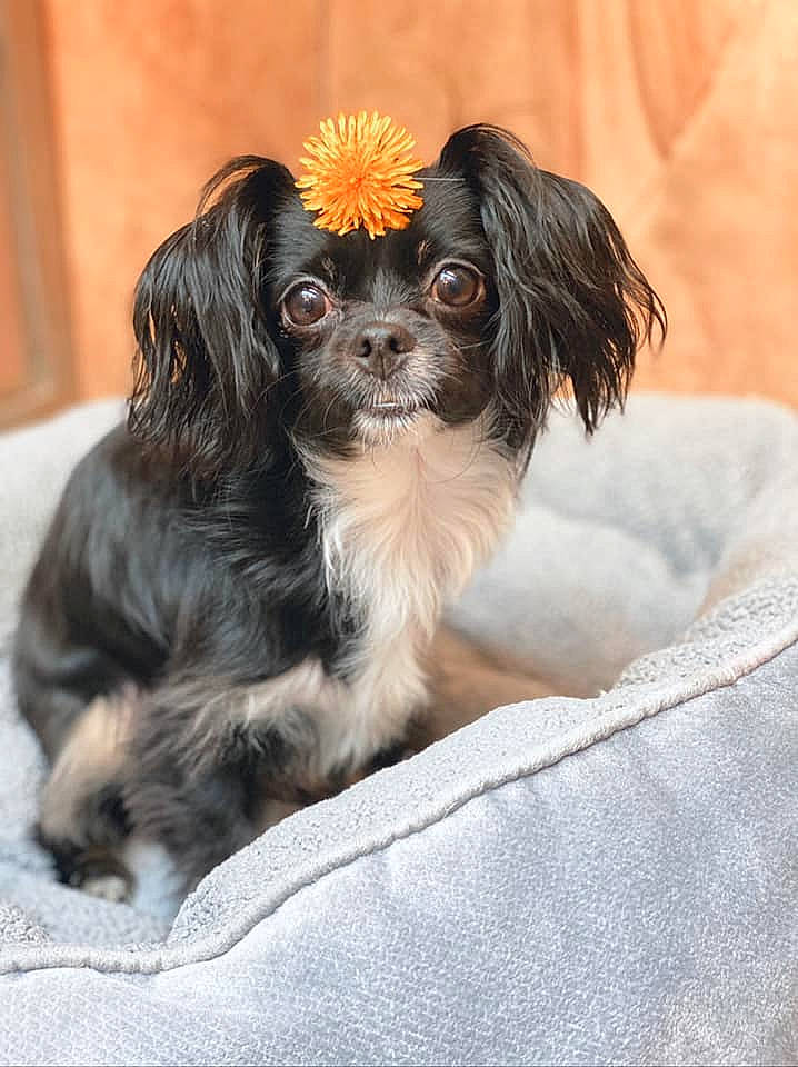 Luna joined the competition — help win amazing prizes! canidae, carnivore, companion_dog, dog, dog_breed, maltepoo, mammal, pekapoo, phalene, puppy, rare_breed_dog, snout, sporting_group, vertebrate