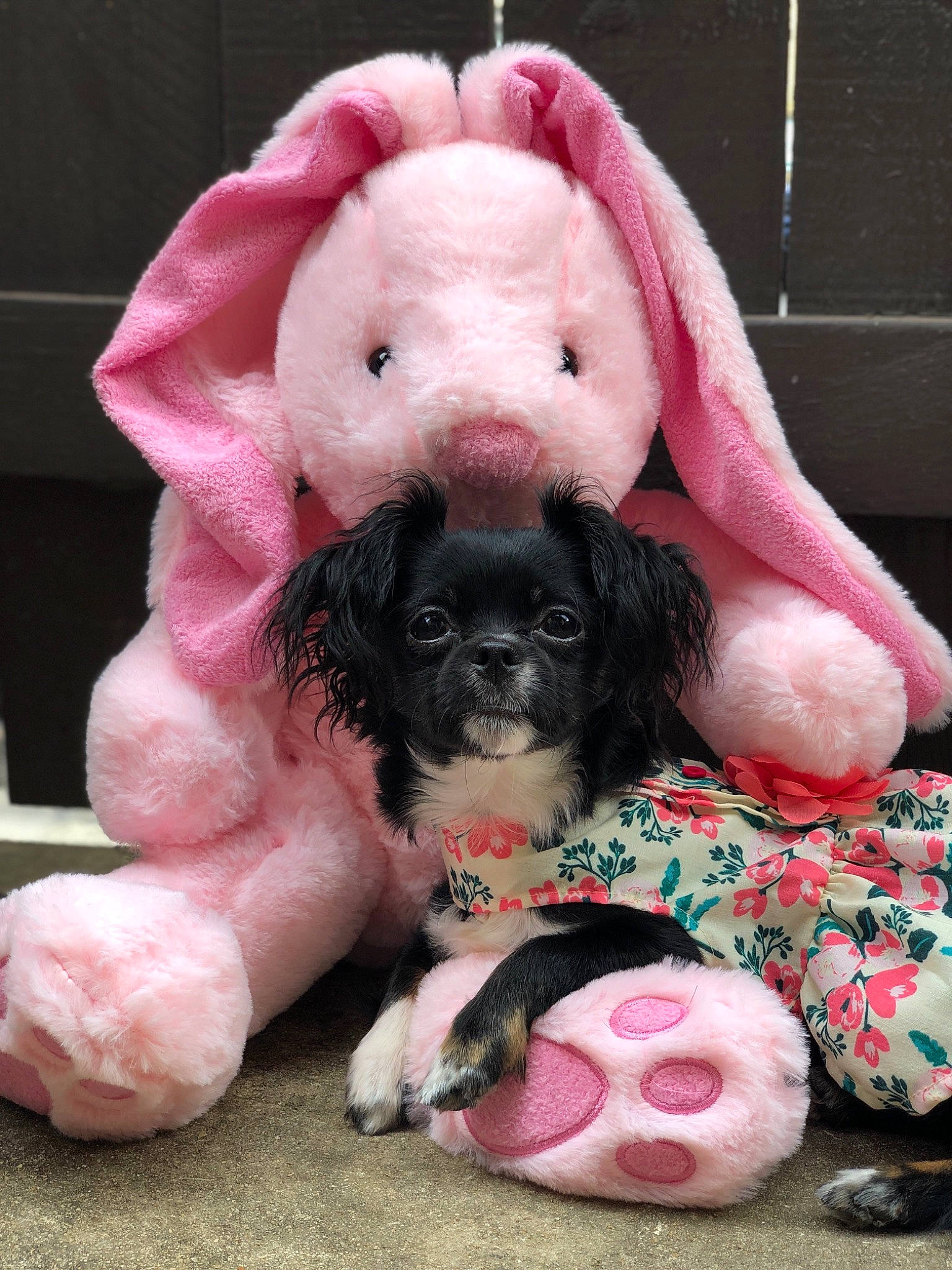 Luna is registered to the contest to win money with this photo: canidae, carnivore, cocker_spaniel, companion_dog, dog, dog_breed, fur, mammal, non_sporting_group, pink, poodle, puppy, puppy_love, snout, spaniel, sporting_group, vertebrate