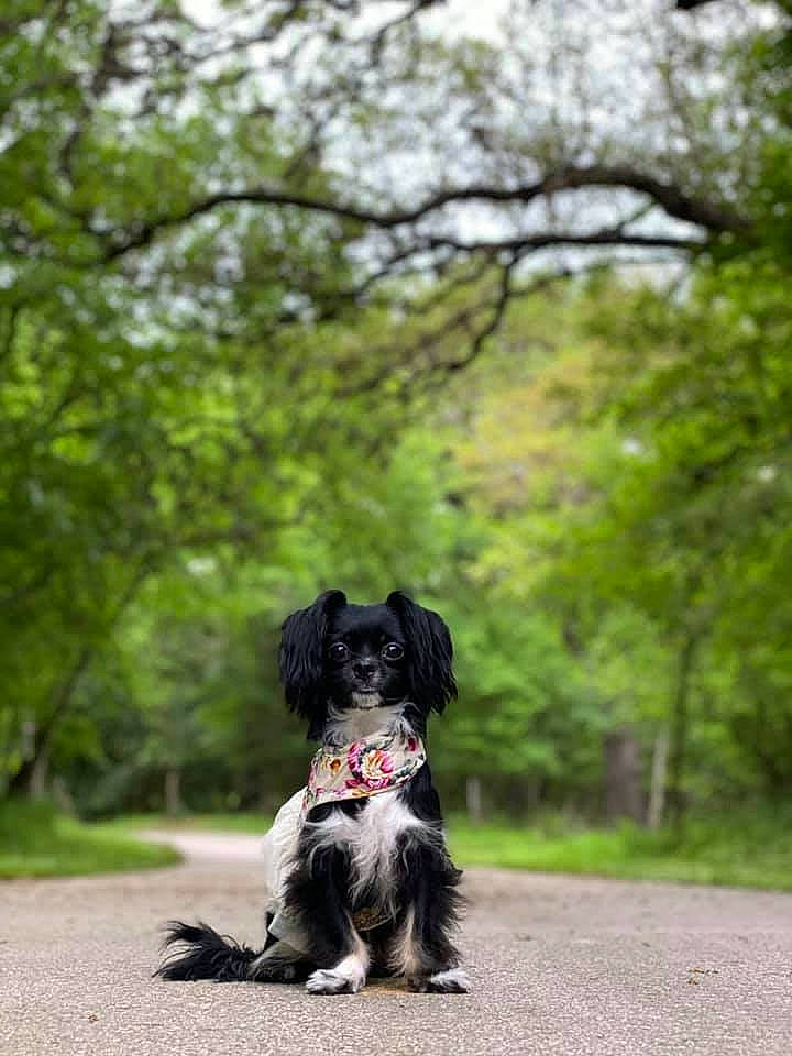 Luna is registered to the contest to win money with this photo: canidae, carnivore, cocker_spaniel, companion_dog, dog, dog_breed, english_springer_spaniel, havanese, mammal, plant, sporting_group, stabyhoun, vertebrate