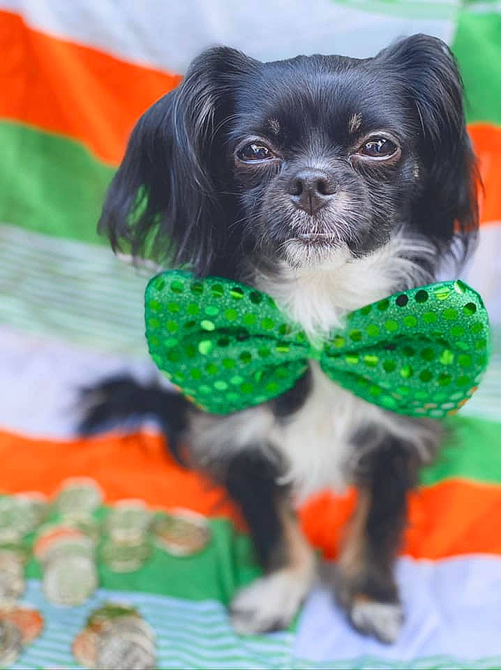 Luna is registered to the contest to win money with this photo: canidae, carnivore, cavalier_king_charles_spaniel, chinese_imperial_dog, companion_dog, dog, dog_breed, green, japanese_chin, king_charles_spaniel, mammal, pekapoo, puppy, rare_breed_dog, shih_tzu, snout, sporting_group, toy_dog, vertebrate