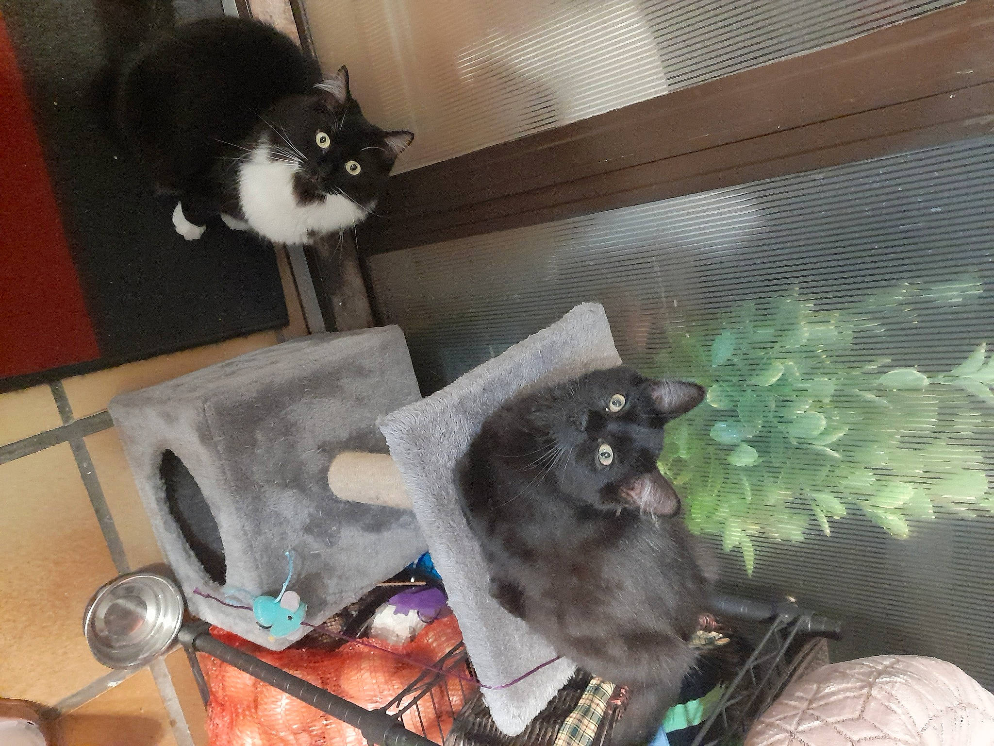 Ronronnette Et Minouchette