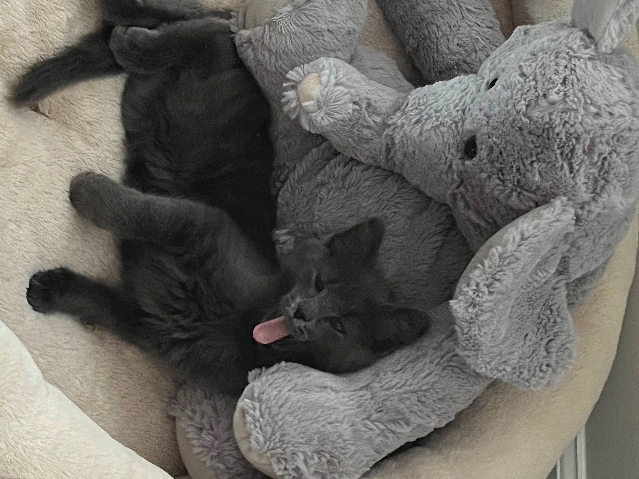 Foster joined the competition — help win amazing prizes! art, comfort, domestic_short_haired_cat, felidae, fur, gesture, grey, koala, monochrome, monochrome_photography, paw, plant, rock, sculpture, statue, tail, tree, trunk, visual_arts