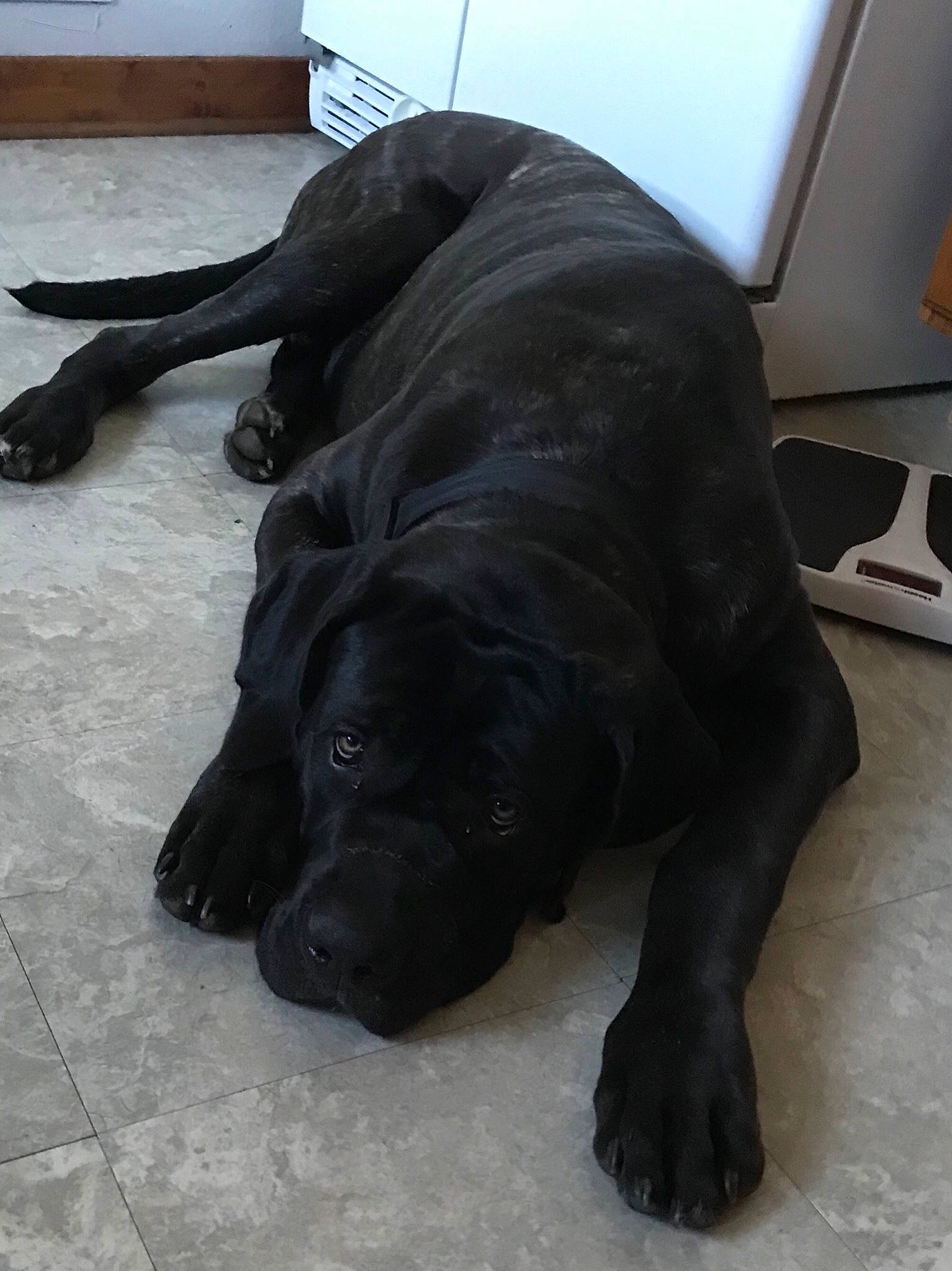 John joined the competition — help win amazing prizes! black, borador, canidae, carnivore, companion_dog, dog, dog_breed, fawn, flat_coated_retriever, labrador_retriever, newfoundland, retriever, snout, sporting_group