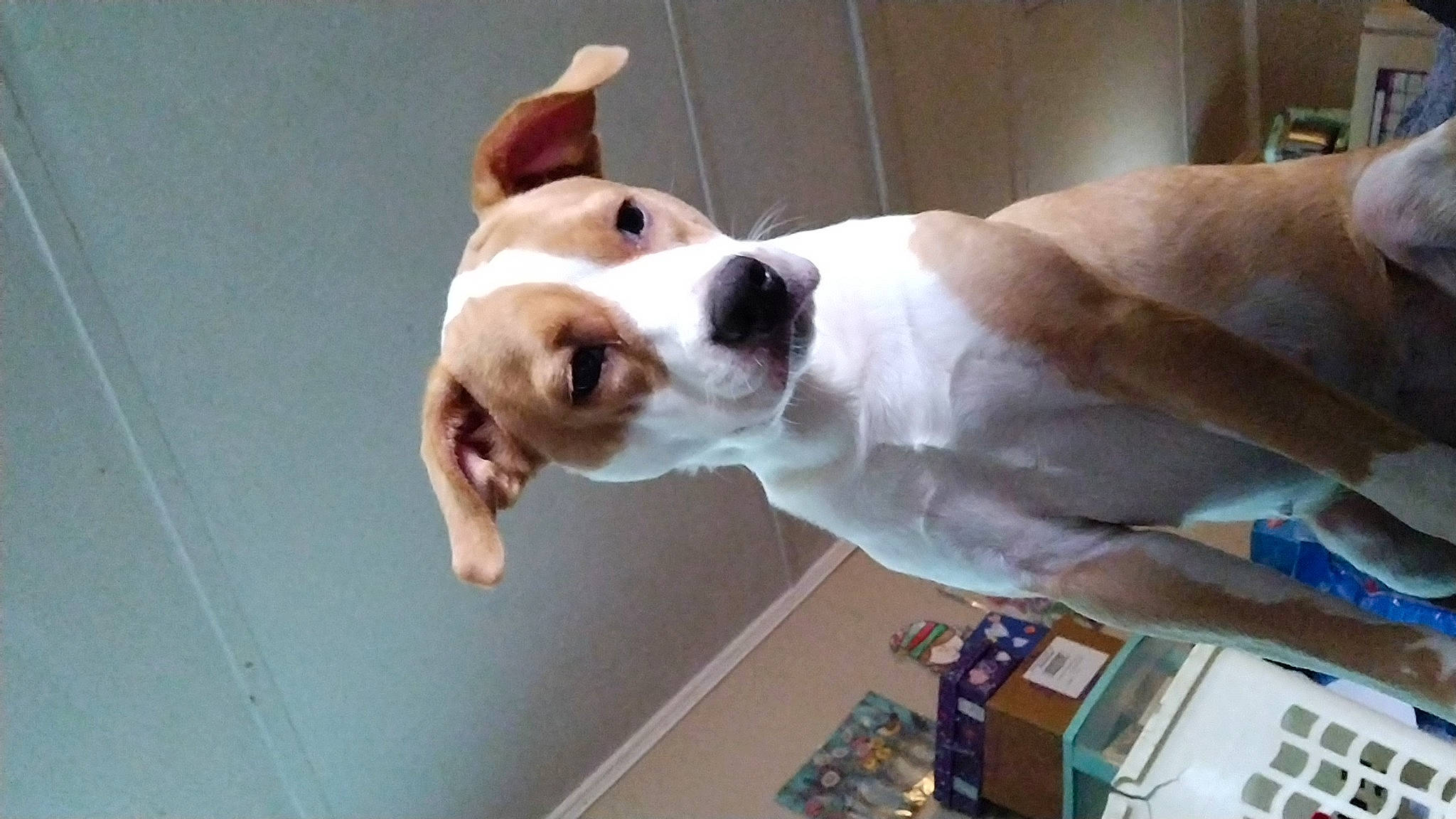 Chloe joined the competition — help win amazing prizes! canidae, carnivore, collar, companion_dog, dog, dog_breed, dog_collar, fawn, non_sporting_group, pet_supply, snout, sporting_group, tail, whiskers, working_animal