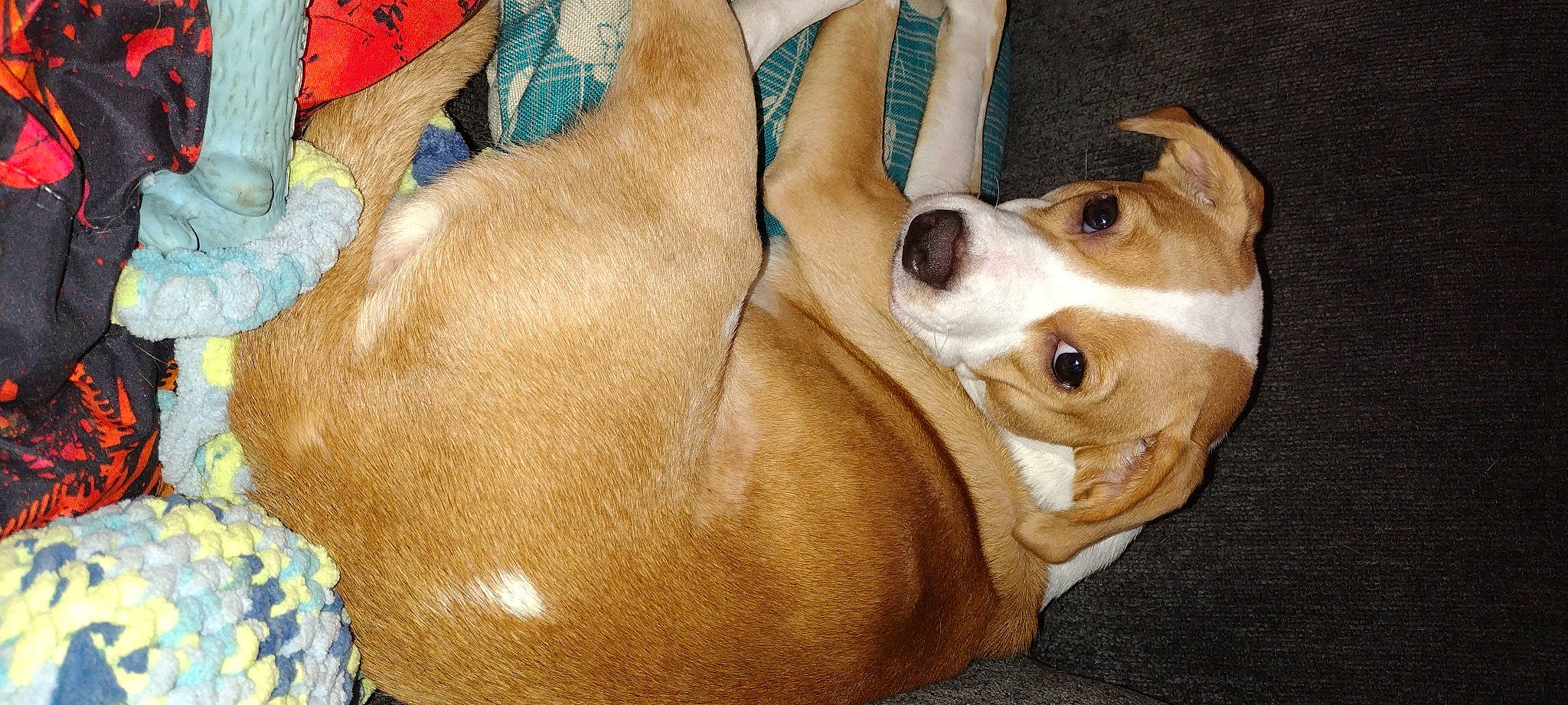 Chloe joined the competition — help win amazing prizes! canidae, carnivore, collar, comfort, companion_dog, dog, dog_breed, dog_collar, dog_supply, ear, fawn, fur, hound, non_sporting_group, paw, pet_supply, snout, sporting_group, whiskers, working_animal