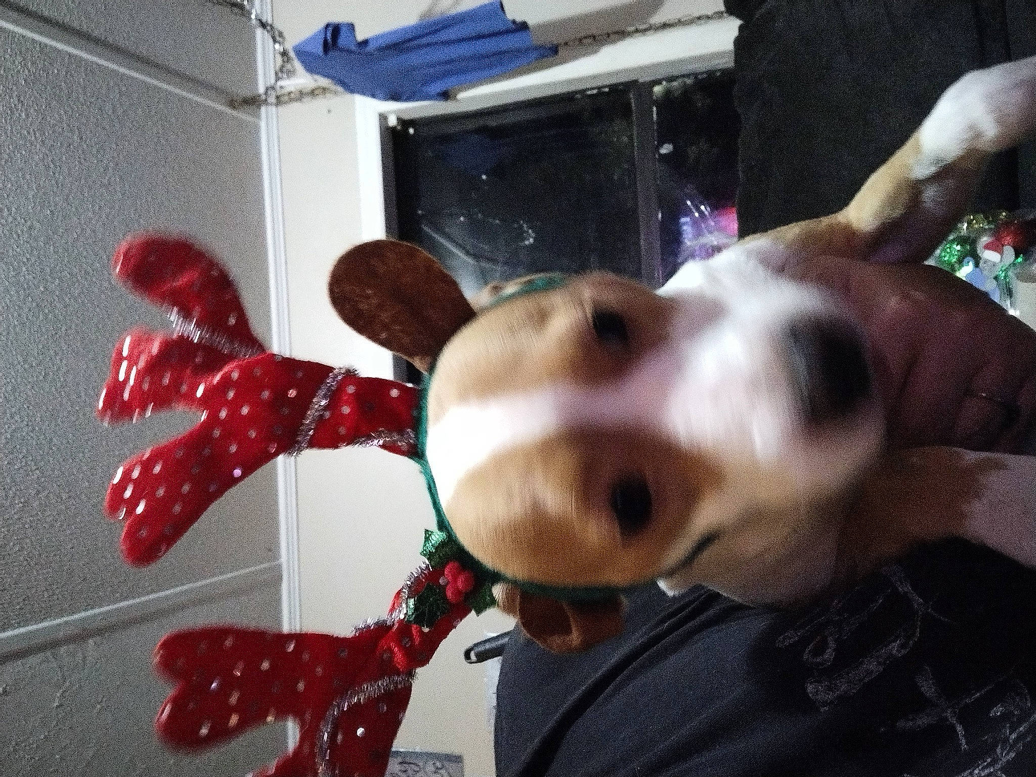 Chloe joined the competition — help win amazing prizes! basset_artesien_normand, basset_hound, beagle, canidae, carmine, companion_dog, costume, dog, dog_breed, eyewear, fashion_accessory, fawn, fun, fur, pattern, scent_hound, selfie, snout, toy, whiskers