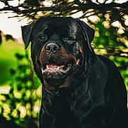 Zeus joined the competition — help win amazing prizes! rottweiler, dog, canine, pet, animal, black_coat, outdoor, nature, greenery, leaves, sunlight, portrait, happy, friendly, mammal, domestic_animal, closeup, face, head, mouth_open