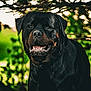 rottweiler, dog, canine, pet, animal, black_coat, outdoor, nature, greenery, leaves, sunlight, portrait, happy, friendly, mammal, domestic_animal, closeup, face, head, mouth_open