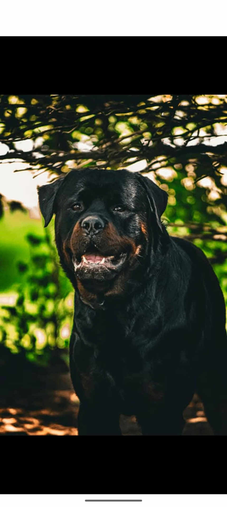 Zeus joined the competition — help win amazing prizes! rottweiler, dog, canine, pet, animal, black_coat, outdoor, nature, greenery, leaves, sunlight, portrait, happy, friendly, mammal, domestic_animal, closeup, face, head, mouth_open