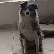 Ruby a rejoint le concours — aidez-le/la à gagner de superbes lots ! dog, indoor, pet, animal, floor, tile, curtain, window, bed, furry, sitting, brown, white, black, ears, home, domestic, canine, quiet, calm